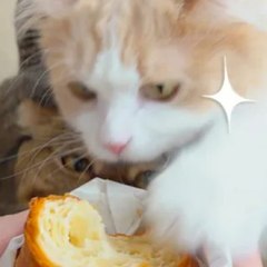 Kitty Party