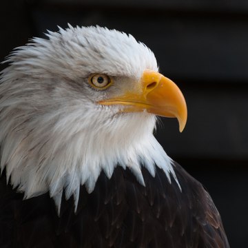 eagleeyes7869