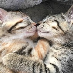 Nice Animals