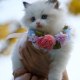 ASMR Cat