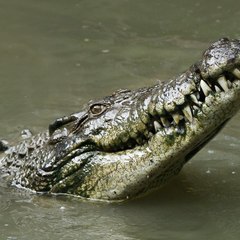 dm_9aed0dea47abc8c7ec76745657c87aee