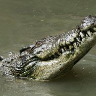 dm_9aed0dea47abc8c7ec76745657c87aee