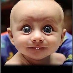 Animals funny videos