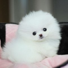 Cute puppy  and cat