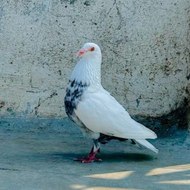 Malik Pigeon Loft