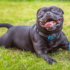 petlover