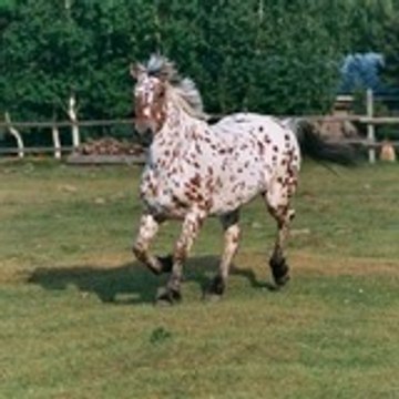 Leo-Bello