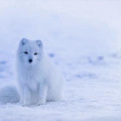 animal's world