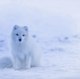 animal's world