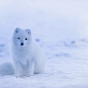 animal's world
