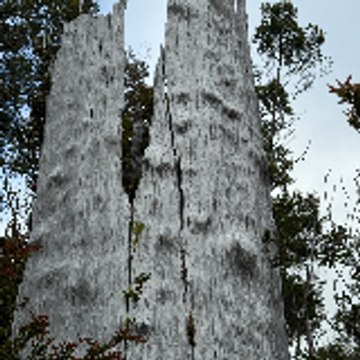 Alerce science, Chile