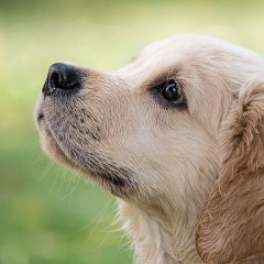 CuTe AnImAlE