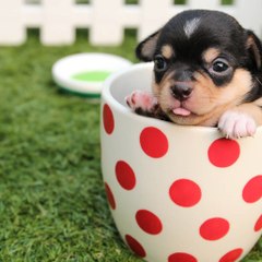 Funny but cute pets