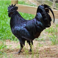 dm_528c23e9fdfd49f8f9700134f8a5867a