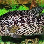 dm_81147f39fc91e9c2d13b4c542a4da0fc