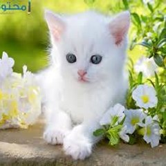 Funny animals