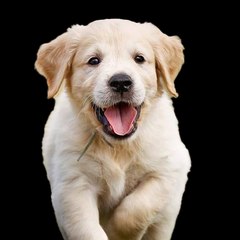 Cutepets
