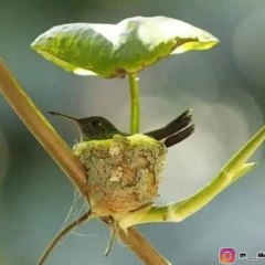 Tech abid
