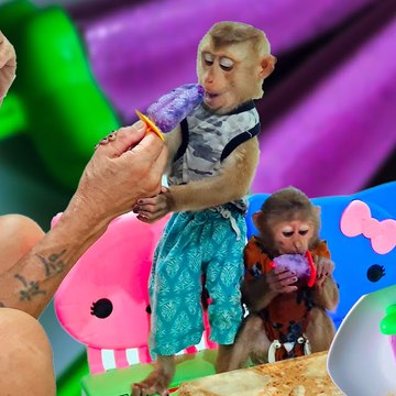 Funny Animals 2021