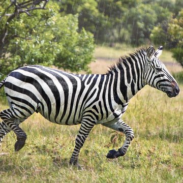 Το μυστικό της πεταλούδας