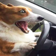 Funny Animals' Life