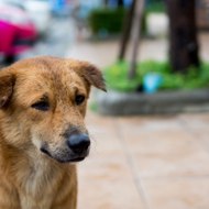 Εὐλαλία Αδάμος