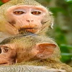 Newly Monkey