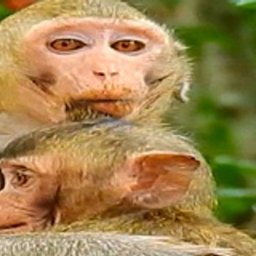 Newly Monkey