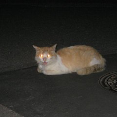 和尾ん