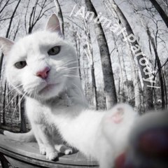 Animal Parody