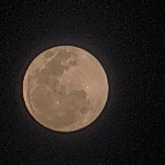 xelalop
