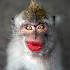 Snack for laugh