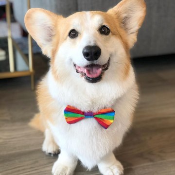 Pet Videos
