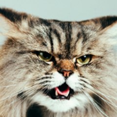 love cat