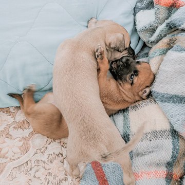 pets hub