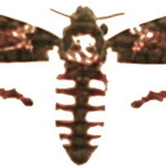caetano35