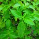 Kesehatan Herbal