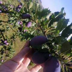 si.cini