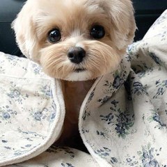 Furry Buddy