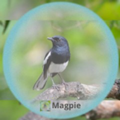 Magpie-BD