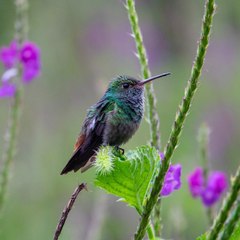 الحياة البرية.  Wild life