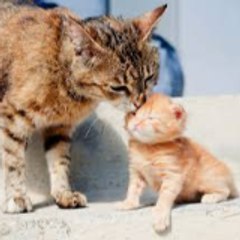 MUHAMMAD AIRIL DANISH BIN MOHD RAFI Moe