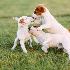 Cute and Funny Cats and Dogs