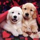 Dogs world