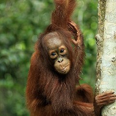 Wahyu Tanjung Puting Tour and Trip