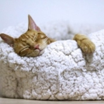 funny pets