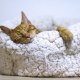 funny pets