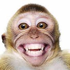 little monkey pain abuse torture