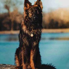 How to train your dog