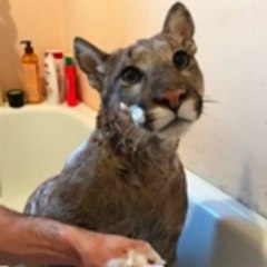 I_am_puma
